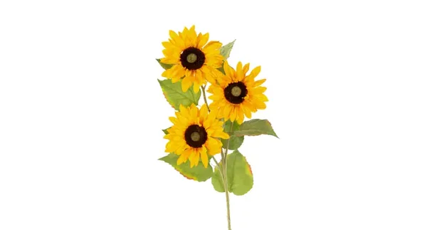Zonnebloem geel