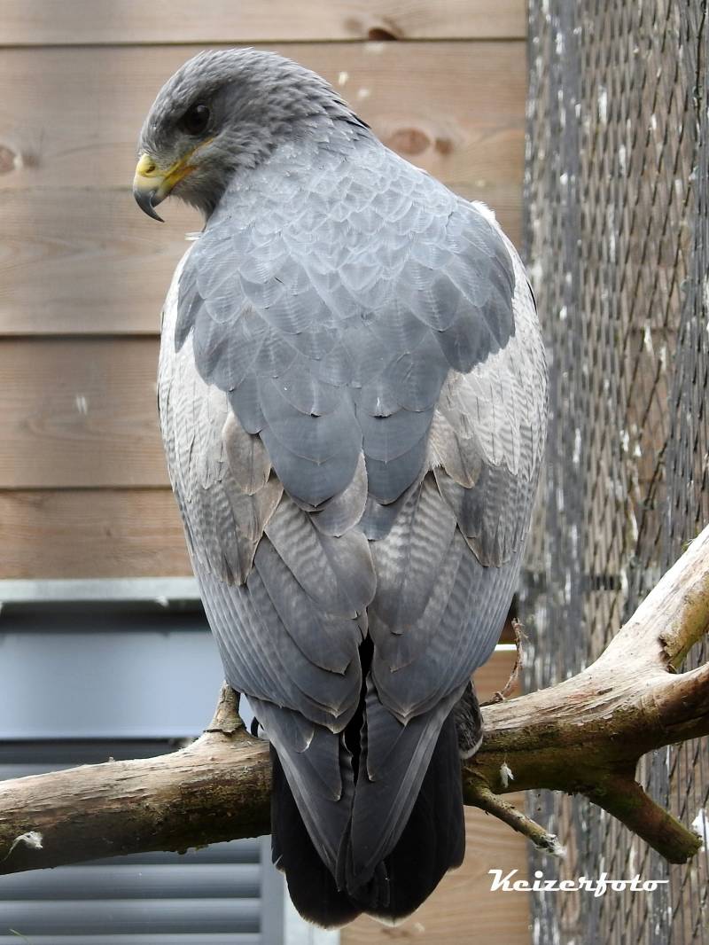 Grijze Arend Buizerd