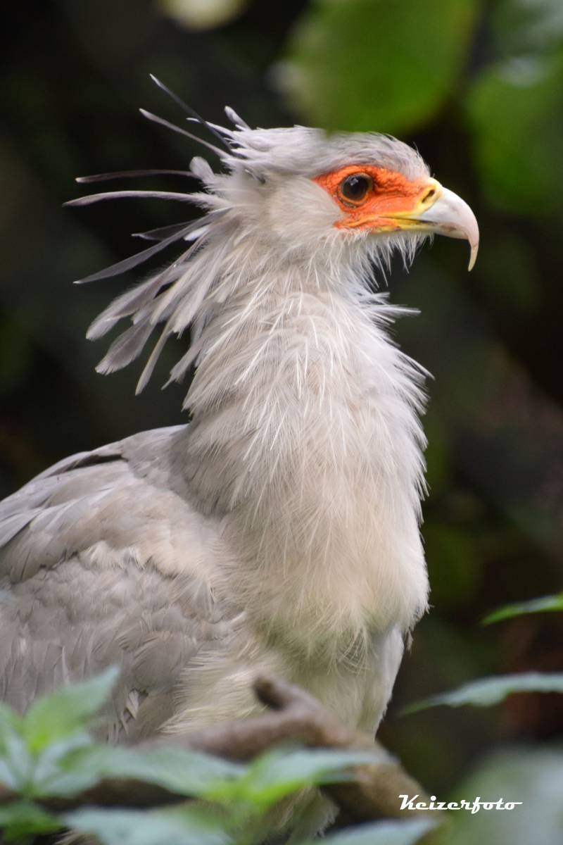 Secretarisvogel