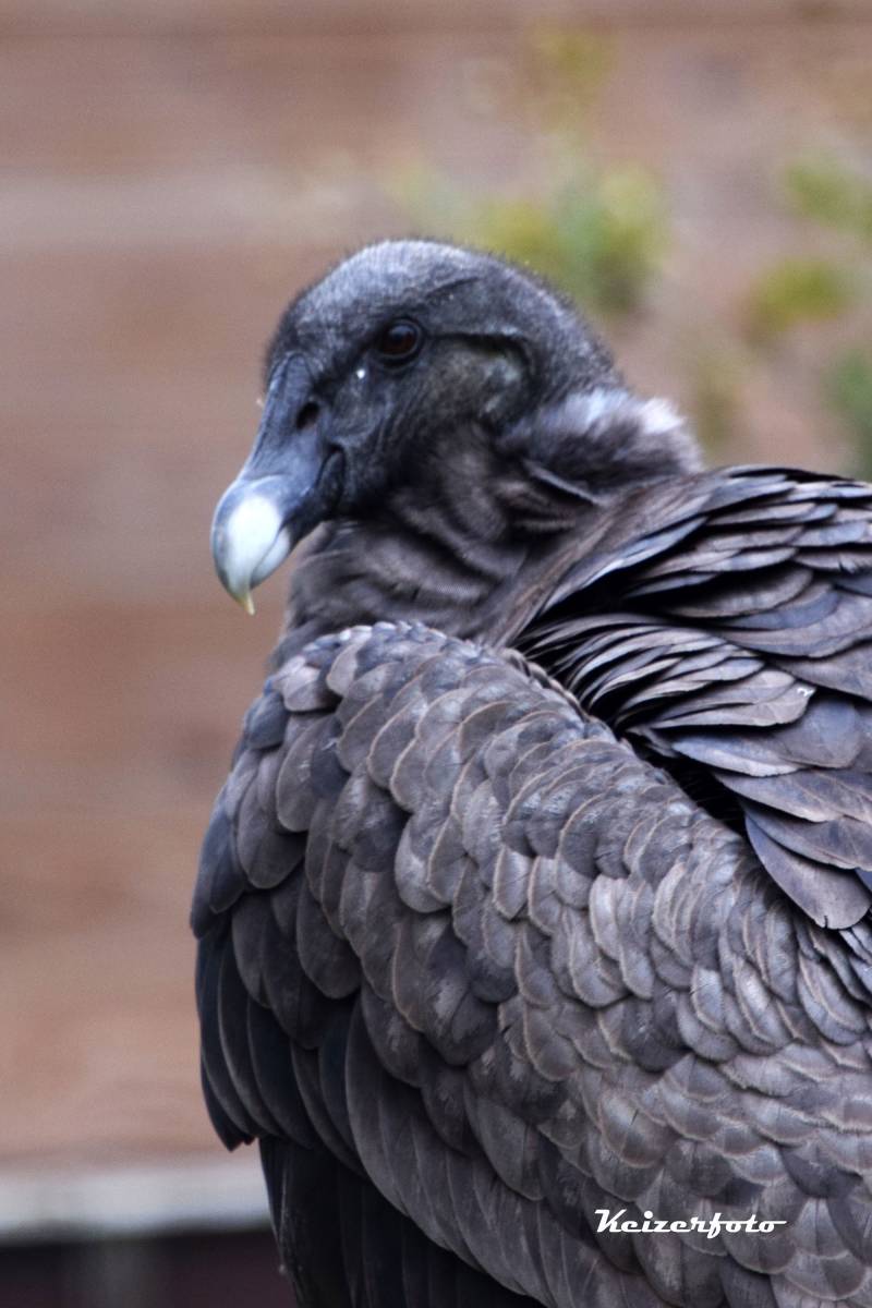 Andes Condor