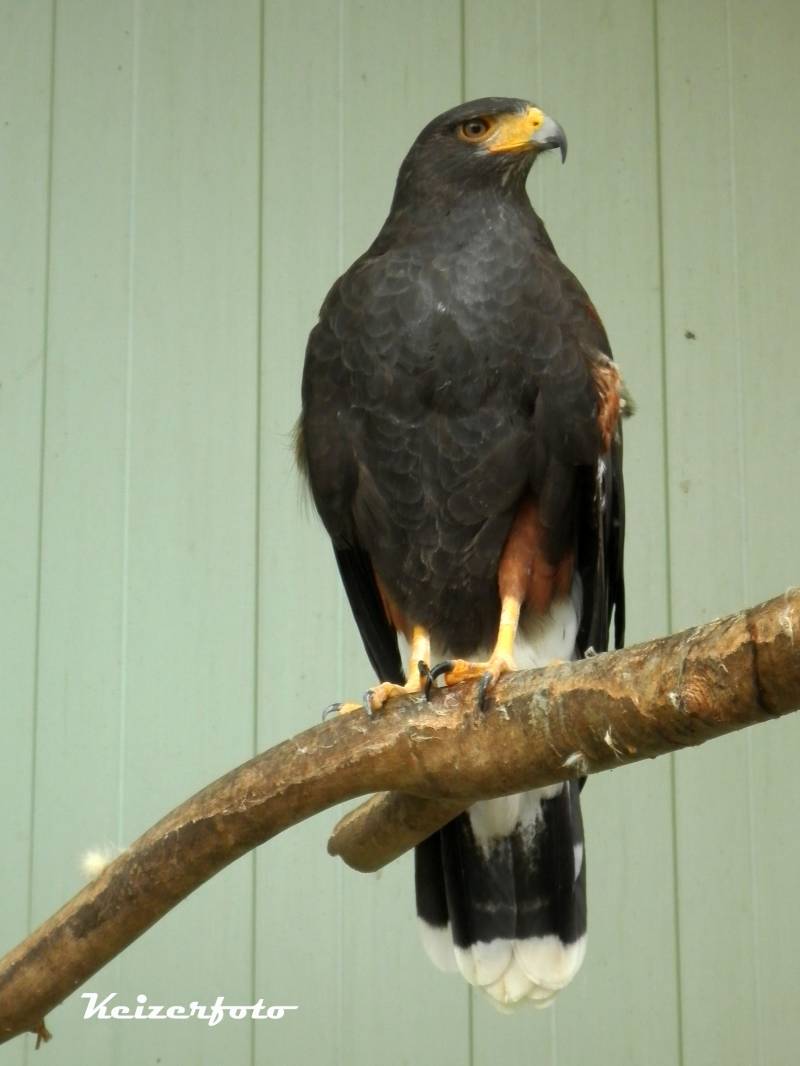 Woestijnbuizerd