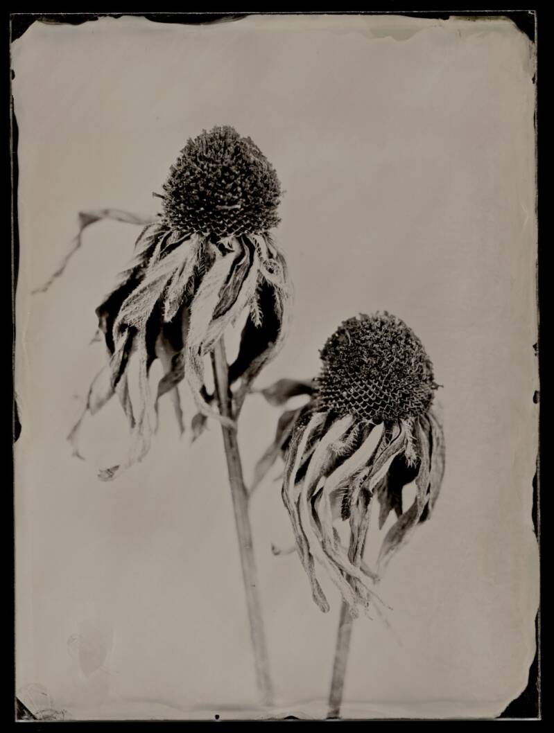 jakubowski-wetplate-collodion-ambrotype-luxetplantae24-3.jpg