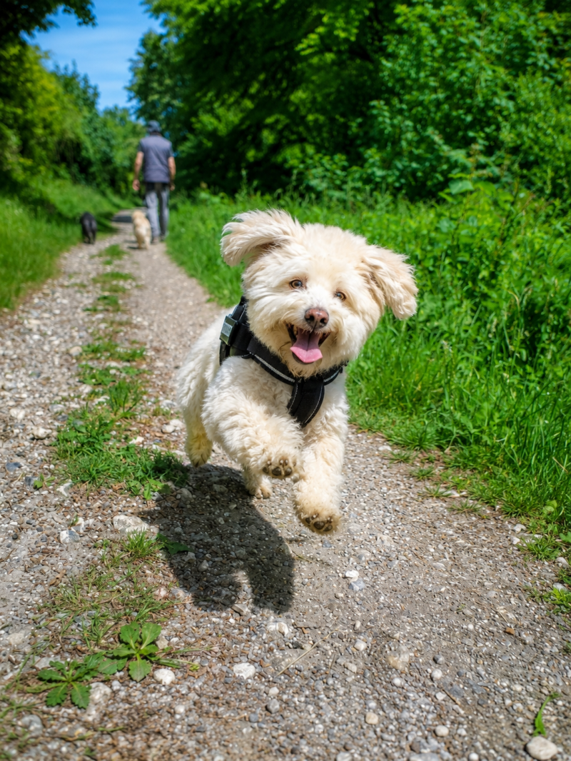 Welcome our new member to the weekly walks. ❤️🐾