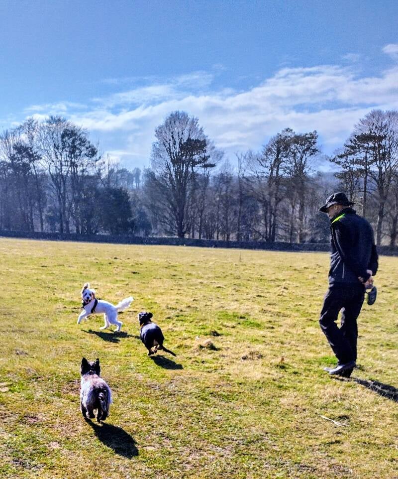 Group dog walks around the forestry commission areas of Eastbourne.
