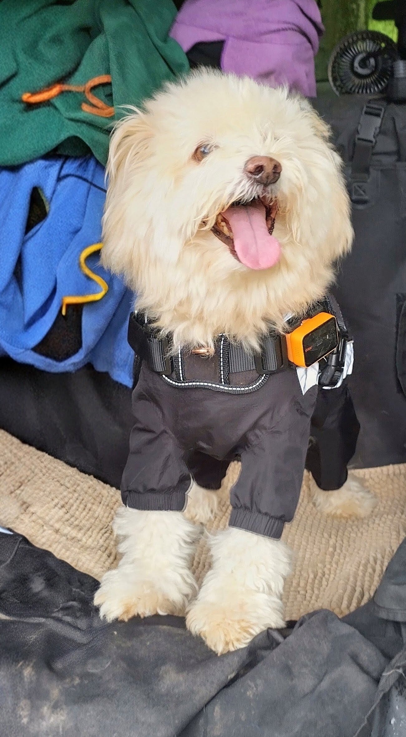 Waterproof terrain bodysuits, harnesses and Pawfit 3 tracking supplied free. .