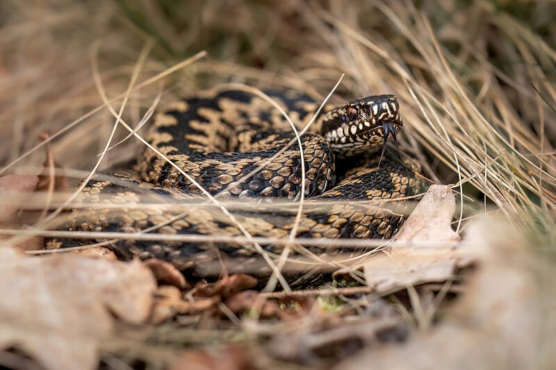 adder