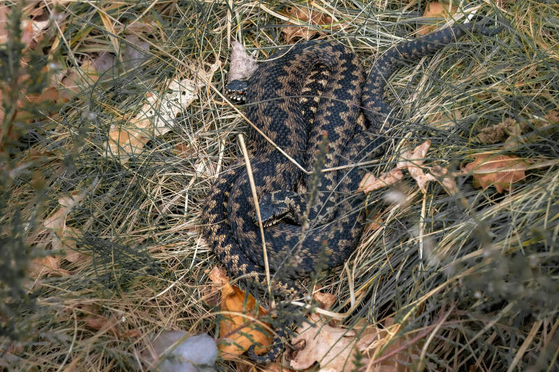 Adder, Dwingelderveld, 20-02-2024