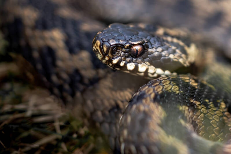 adder