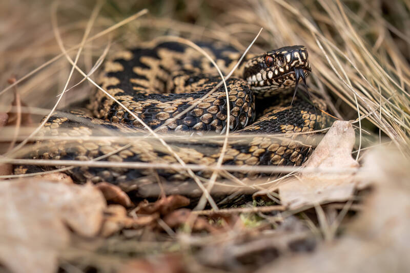 Adder, Dwingelderveld, 20-02-2024