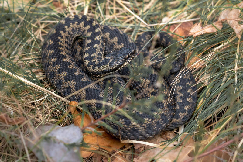 Adder, Dwingelderveld, 20-02-2024