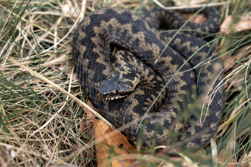 Adder, Dwingelderveld, 20-02-2024