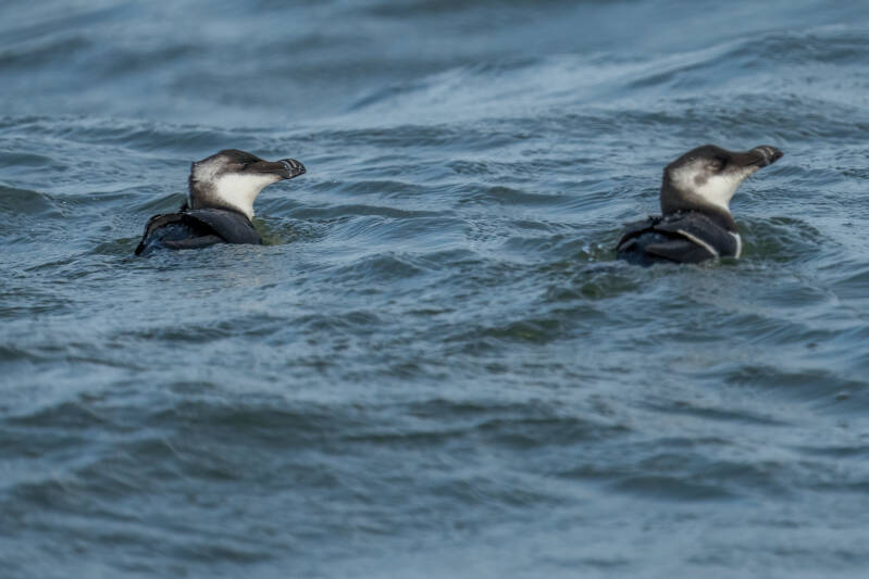Alk, Noordzee boven Ameland,  29-09-2023