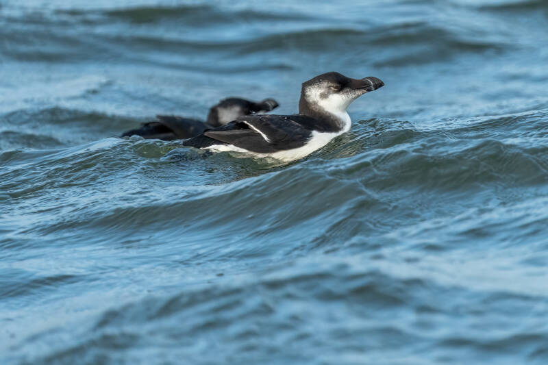 Alk, Noordzee boven Ameland,  29-09-2023