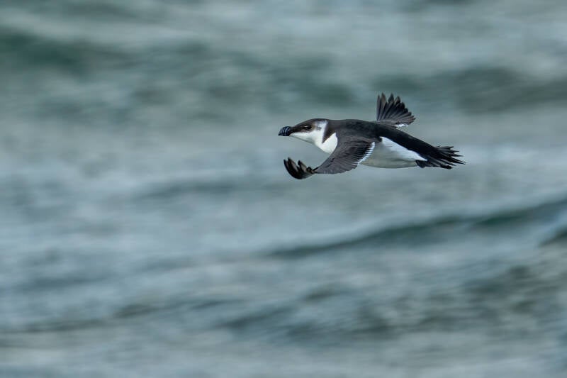 Alk, Noordzee boven Ameland,  29-09-2023