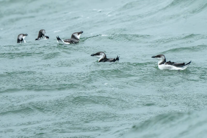 Alk, Noordzee boven Ameland,  29-09-2023