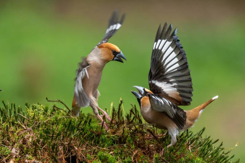 appelvink-1-26-standard.jpg