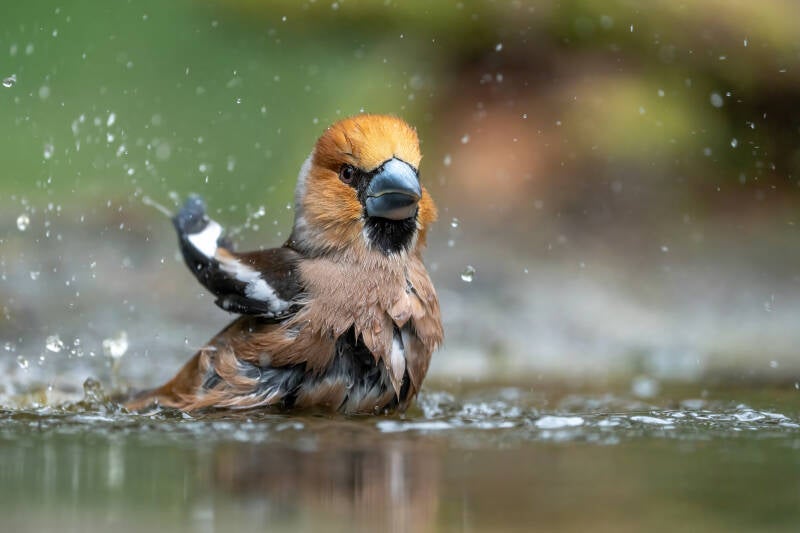 appelvink-1-28-standard.jpg