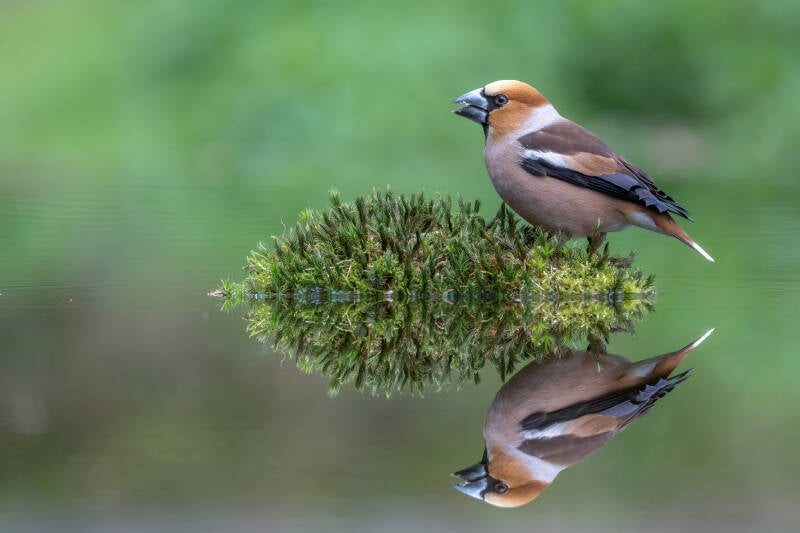 appelvink-1-33-standard.jpg