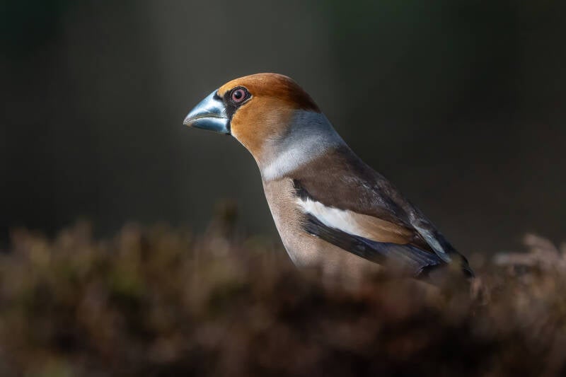 Appelvink