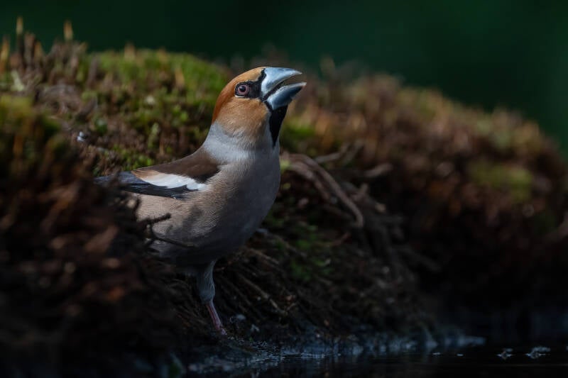 Appelvink