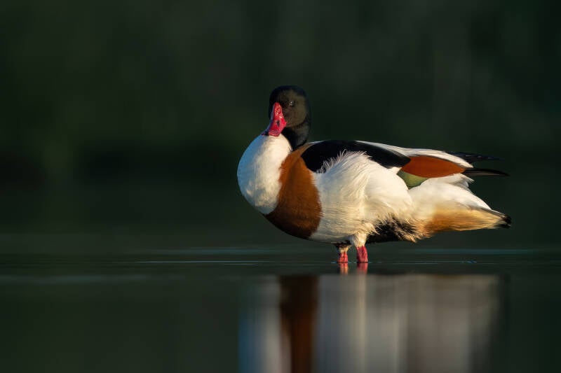 Bergeend, Breebaartpolder, 23-05-2024