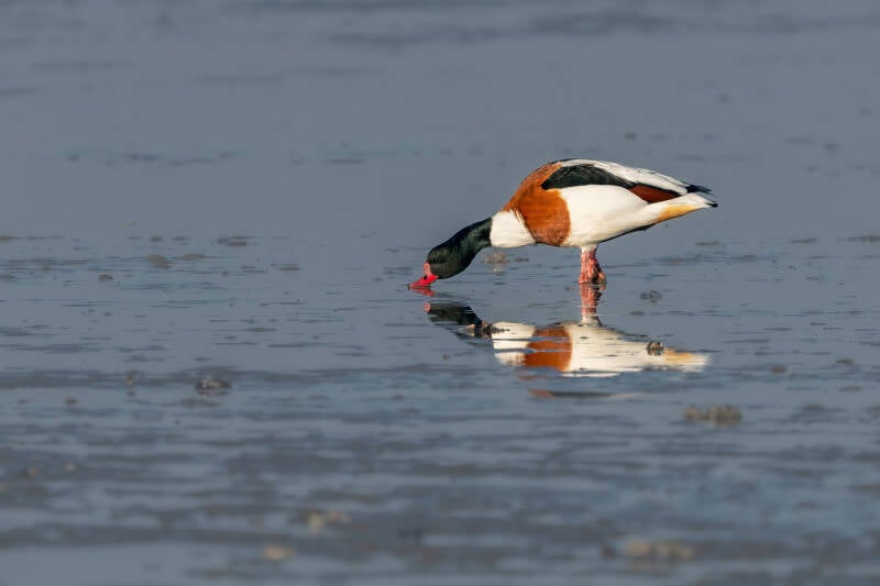 Bergeend, Moddergat, 10-01-2022