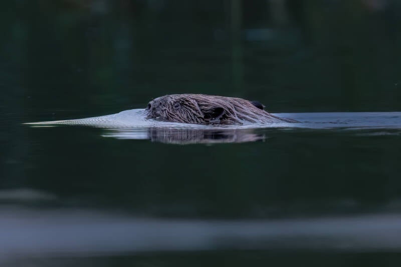 Bever, Zuidlaardermeer, 27-05-2024