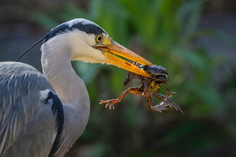 blauwe-reiger-1-2-standard.jpg