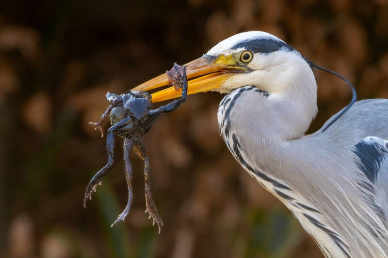 blauwe-reiger-1-3-standard.jpg