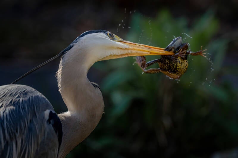 blauwe-reiger-1-5-standard.jpg