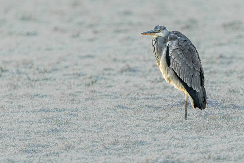 Blauwe reiger, Onlanden, 18-12-2022