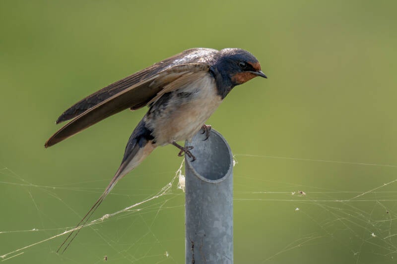 Boerenzwaluw, Onnerpolder, 24-08-2021