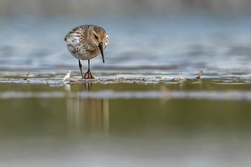 Bonte strandloper, Breebaartpolder, 06-09-2022