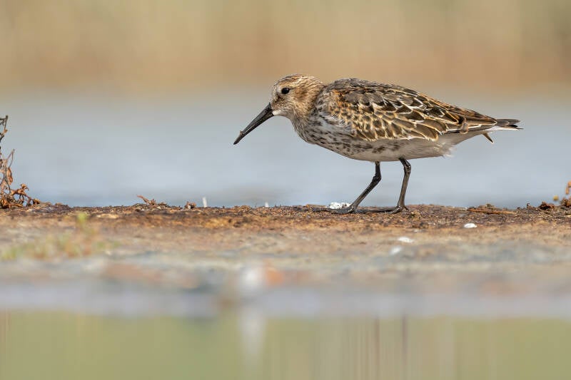 Bonte strandloper, Breebaartpolder, 06-09-2022