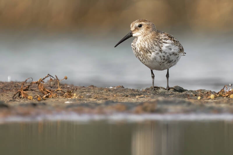 Bonte strandloper, Breebaartpolder, 06-09-2022