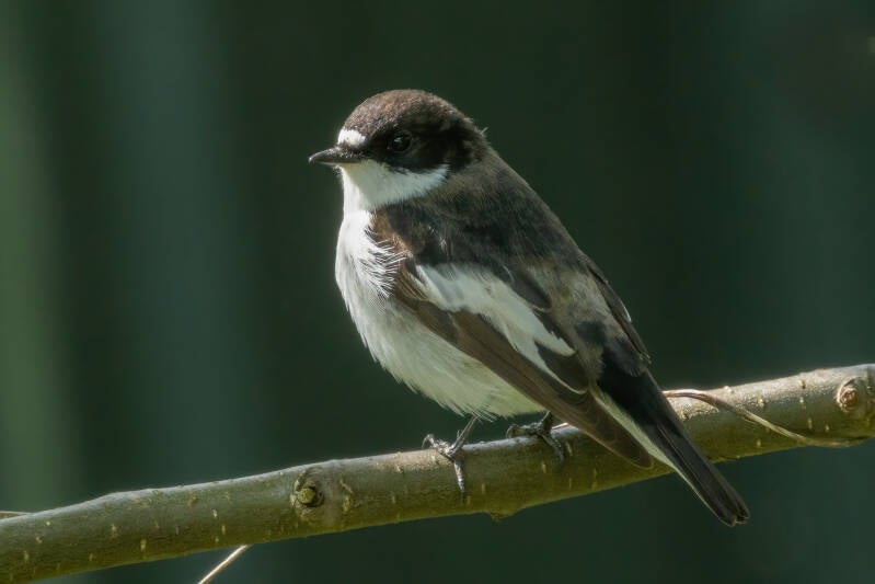 Bonte vliegenvanger, Tuin, 07-05-2021