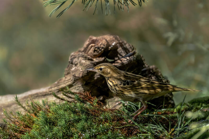 Boompieper, Lemelerberg, 14-09-2023