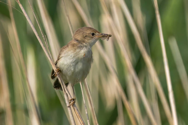 Bosruiter, Onlanden, 05-05-2021