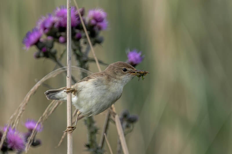 Bosruiter, Onlanden, 05-05-2021