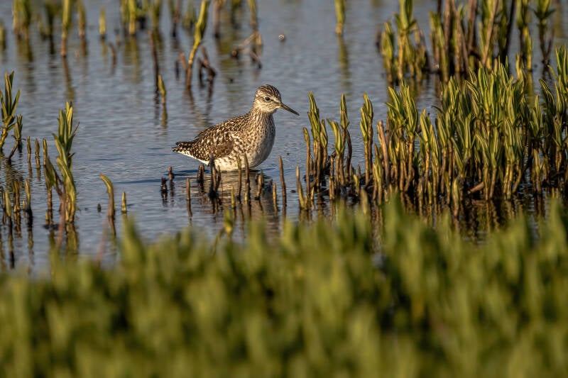 Bosruiter, Onlanden, 05-05-2021