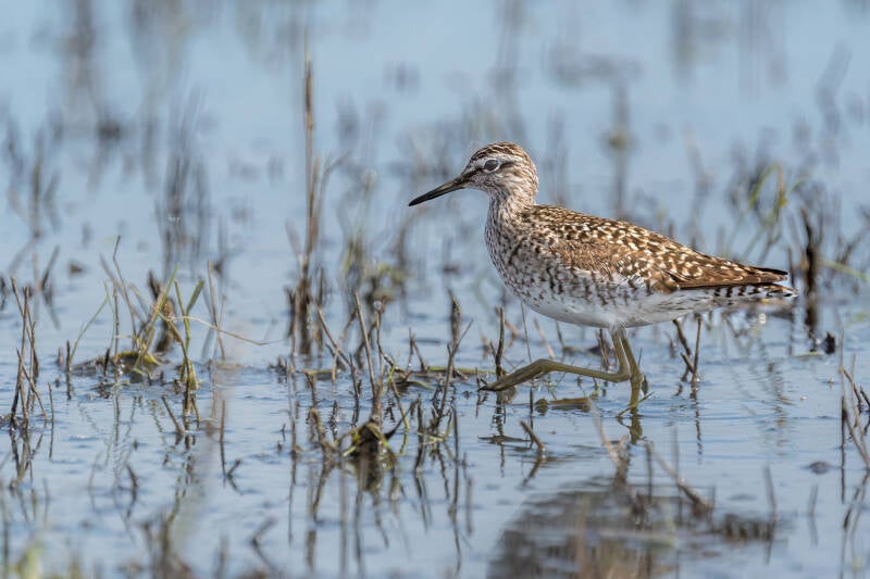 Bosruiter, Ezamakeeg, 