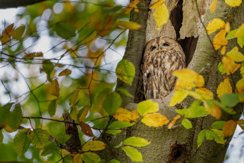 Bosuil, Eelde, 31-10-2021