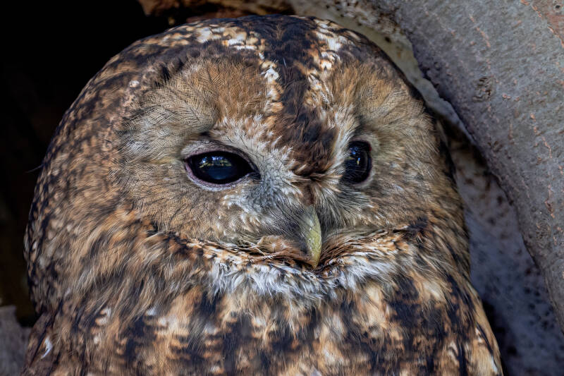 Bosuil, Noordlaren, 26-10-2021