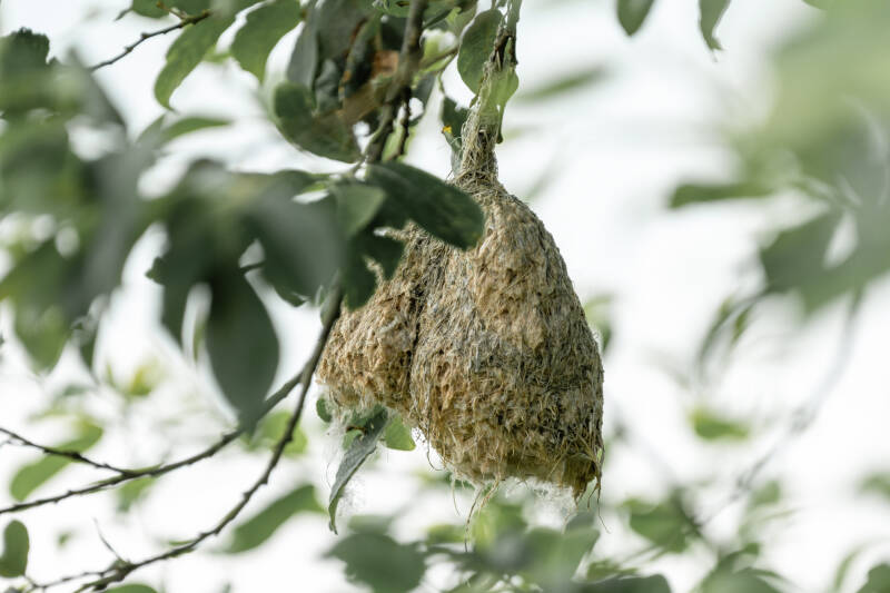 Buidelmees, Lauwersmeer, 02-07-2021
