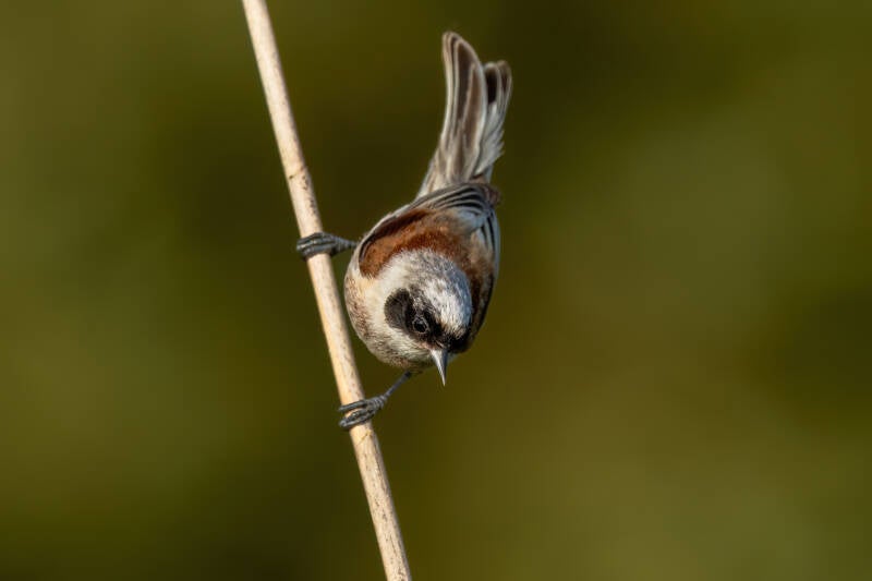 Buidelmees, Groningen, 19-06-2023