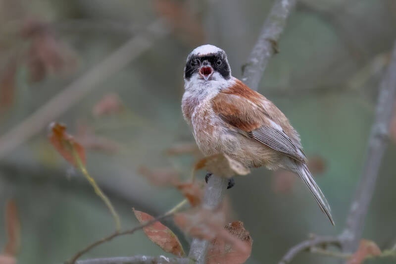 Buidelmees, Groningen, 18-06-2023