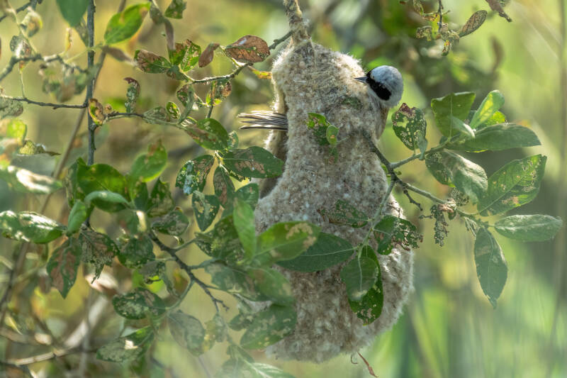 Buidelmees, Groningen, 15-06-2023