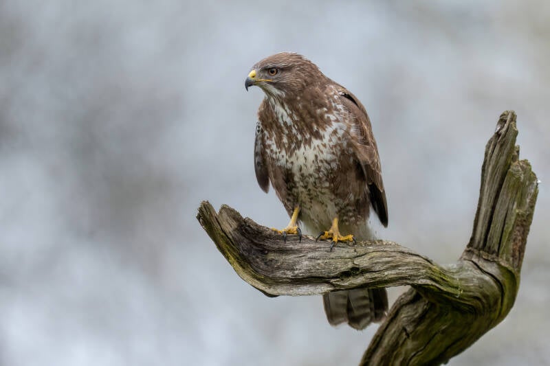 Buizerd, Rijssen, 13-04-2023