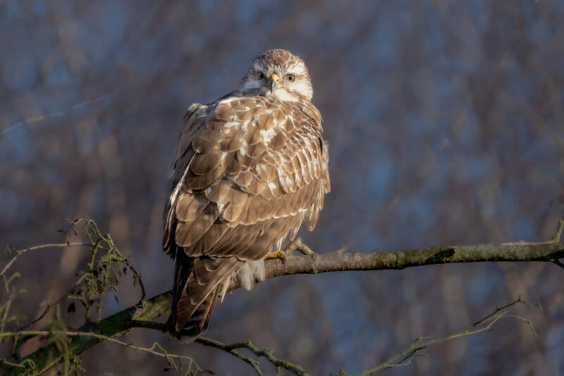 Buizerd, Emmen, 18-03-2022