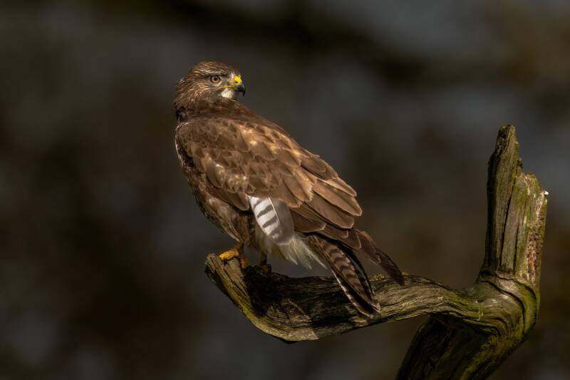 Buizerd
